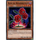 Rose de Résurrection : LDS2-FR098 C