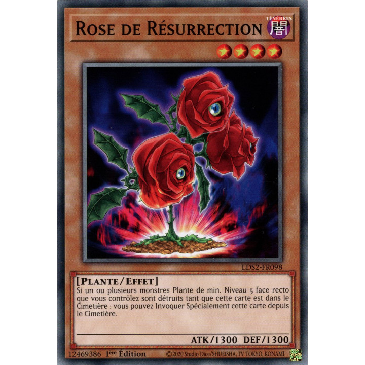 Rose de Résurrection : LDS2-FR098 C